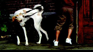 honden en voeten